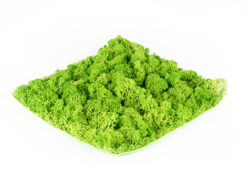 Stabilizovaný mach Hawaj Moss | stena 30 x 30 cm