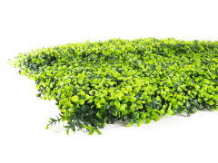 Umělý živý plot Hawaj Buxus s květy | Stěna 100 x 100 cm