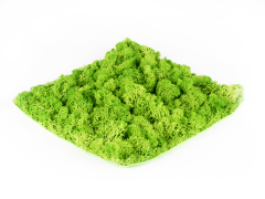 Stabilizovaný mach Hawaj Moss | stena 30 x 30 cm